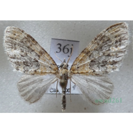 Acasis viretata (Hübner, 1799) Płatynka zielonka Czech36j